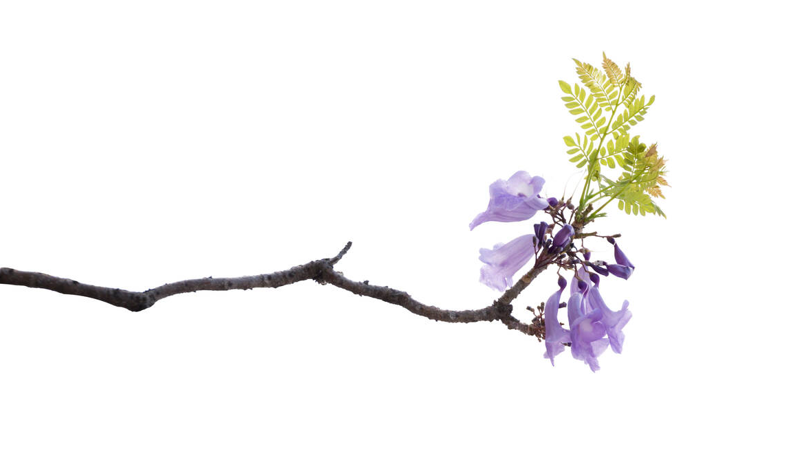 Culmen Logo